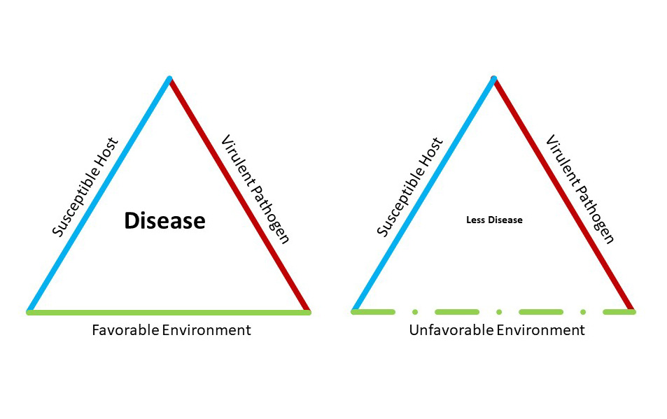 Epidemiology triad