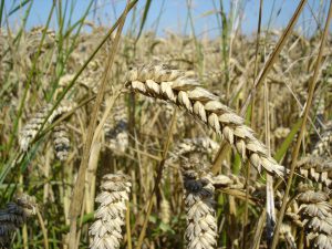 heterosis in wheat